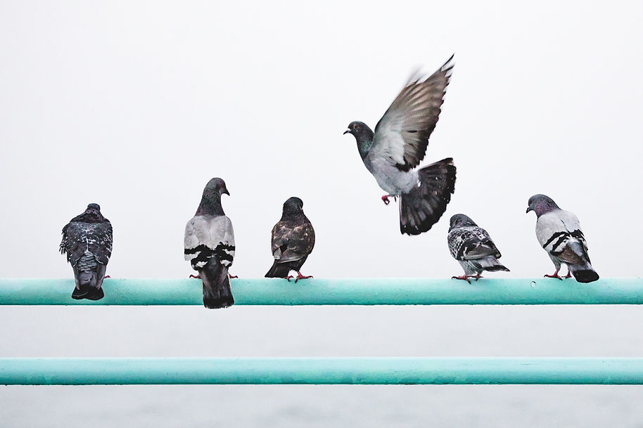 Image by Nathan Dumlao