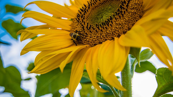 Sunflower - Sunspot