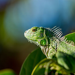 The Sunbathing Iguana and the Hungry Mongoose
