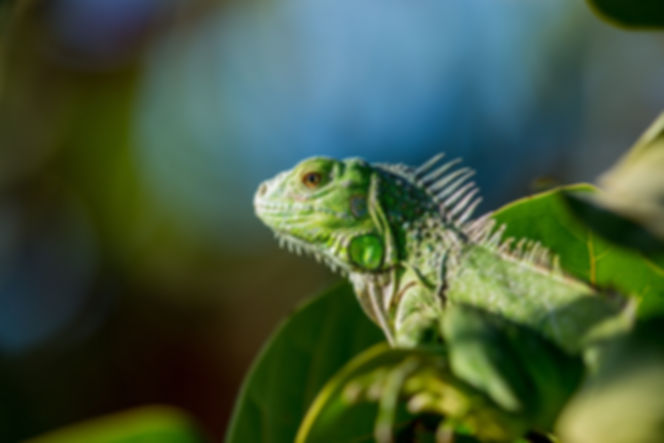 Reptile and Amphibian Standard Faecal Testing