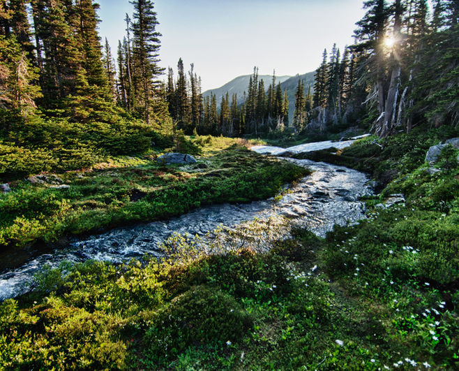 Ein Fluss schlängelt sich durch grünes Tal. Der Wald | die grüne Lunge der Natur.