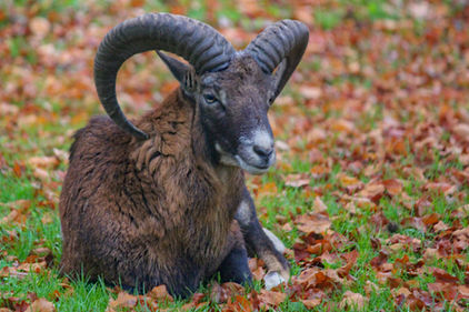 Mufflons und Schlammlawinen – Spurensuche vor Ort in Meckenbach