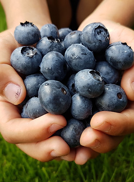 Fresh picked local berries