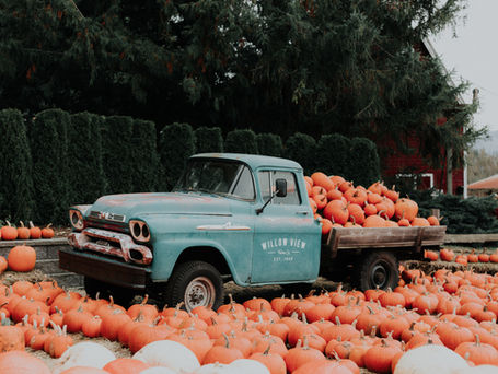 Vintage blue pickup loaded with pumpkins at a pumpkin patch, with Willow View Farm Co. text on the door.