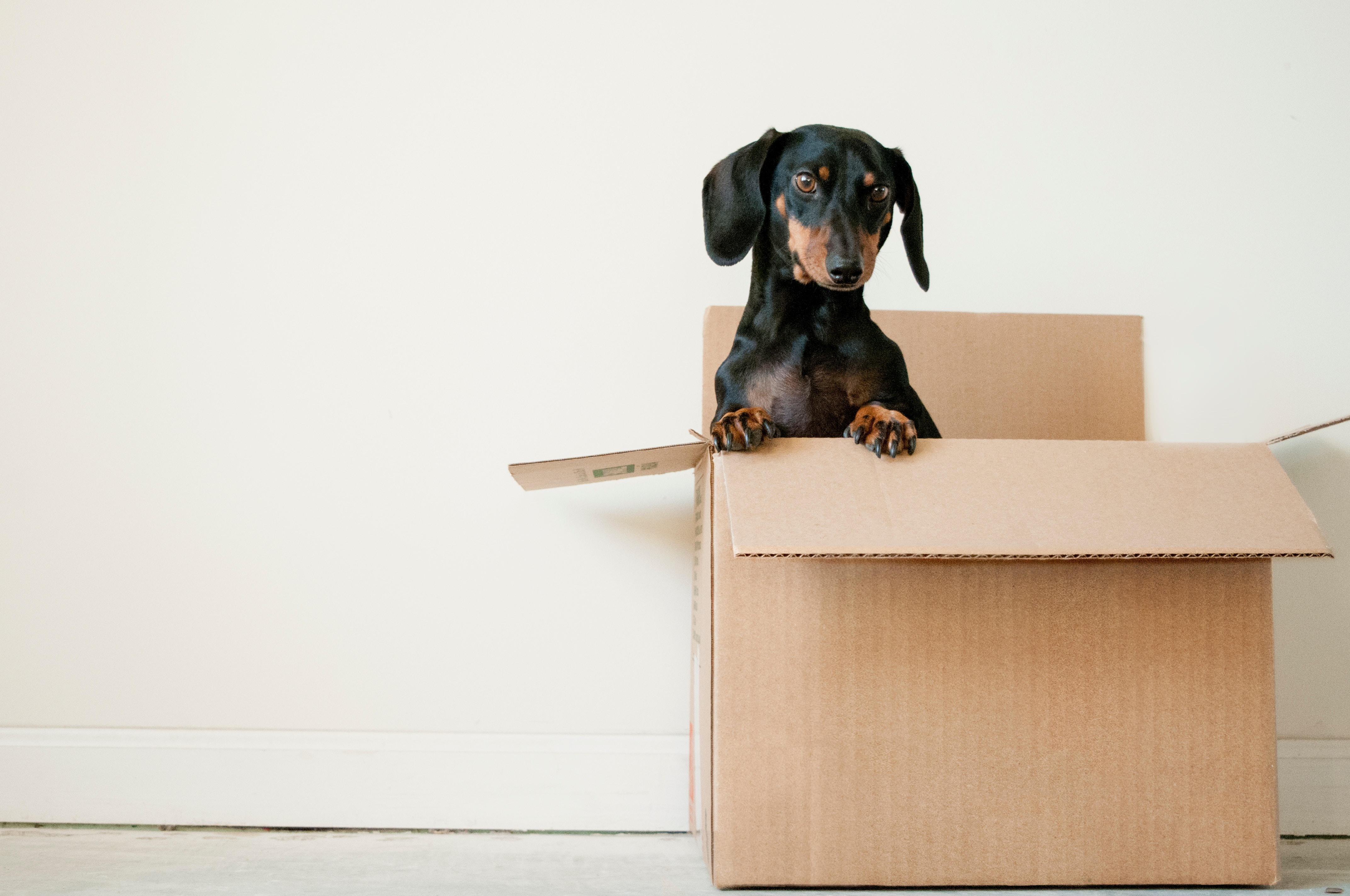 Cute dog in moving box