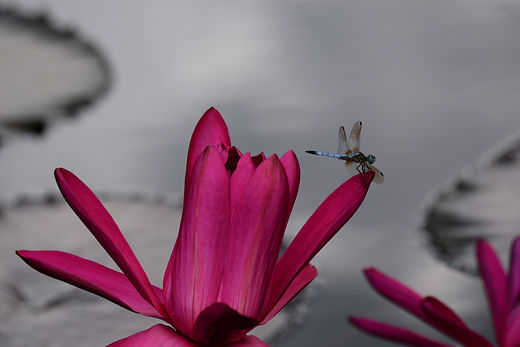 Image de Laura Ockel