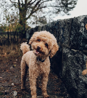 Image by Fredrik Öhlander