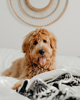 Pet friendly Los Angeles apartments