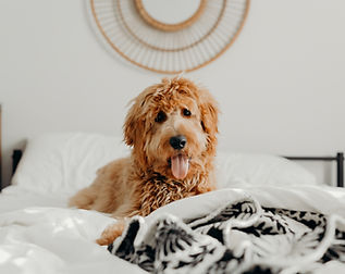 goldendoodle