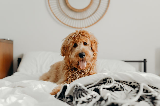 Image by Brooke Cagle