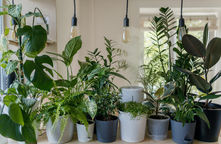 7 Easy and Low-Maintenance Houseplants