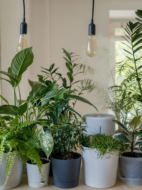 Do Houseplants Really Work to Clean Indoor Air?