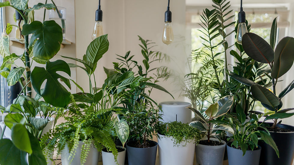 a row of low-light houseplants in modern light and dark grey pots