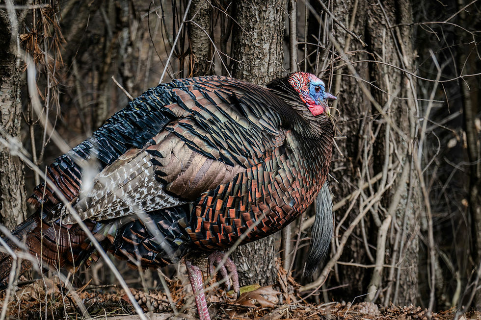 Wild Turkey near Bienville NF