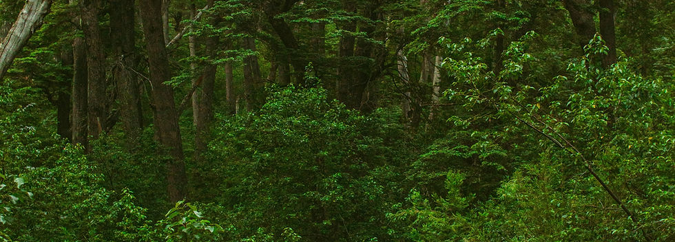 Image by Dámaris Azócar