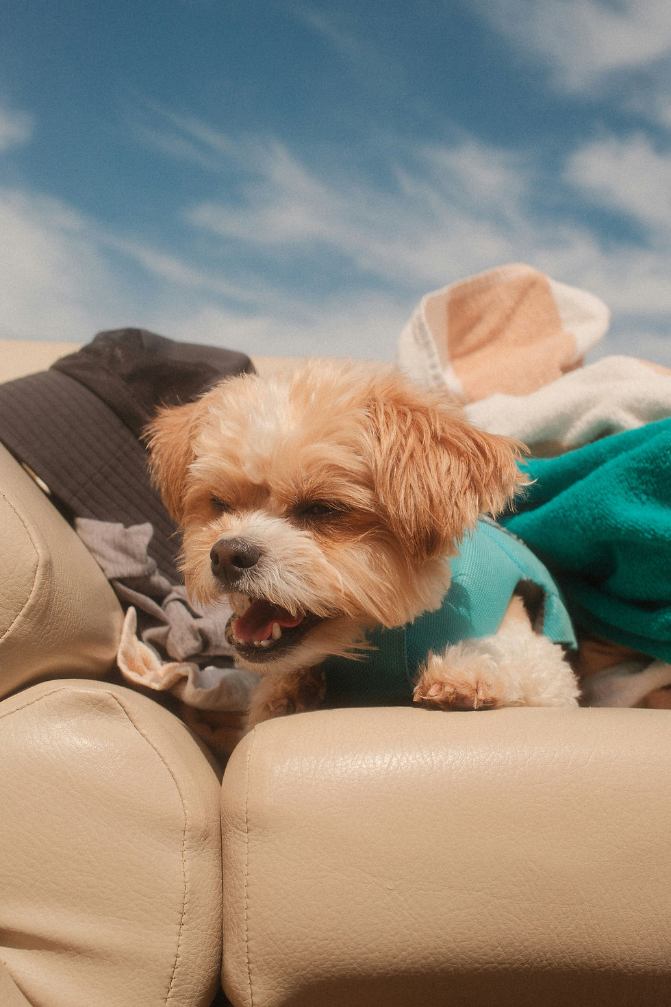 Fluffy tan dog in a teal sweater lounging on a beige couch, mouth open as if yawning, against a blue sky backdrop.