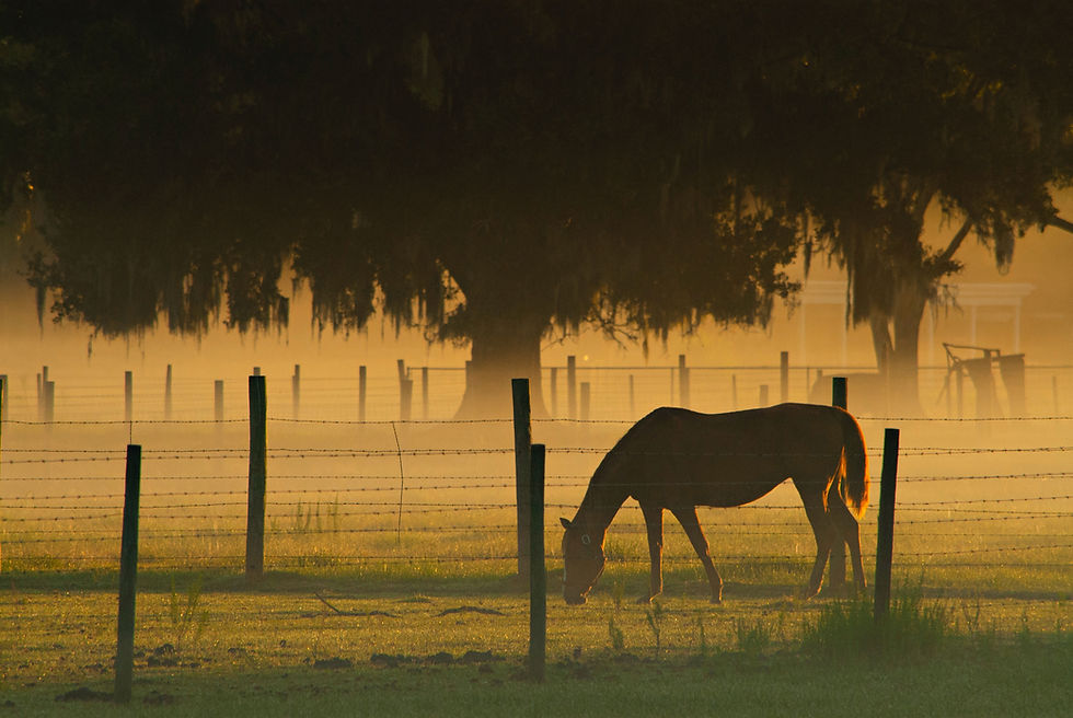 Image by Suzanne D. Williams