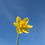 Thumbnail: Daffodil Flower Essence