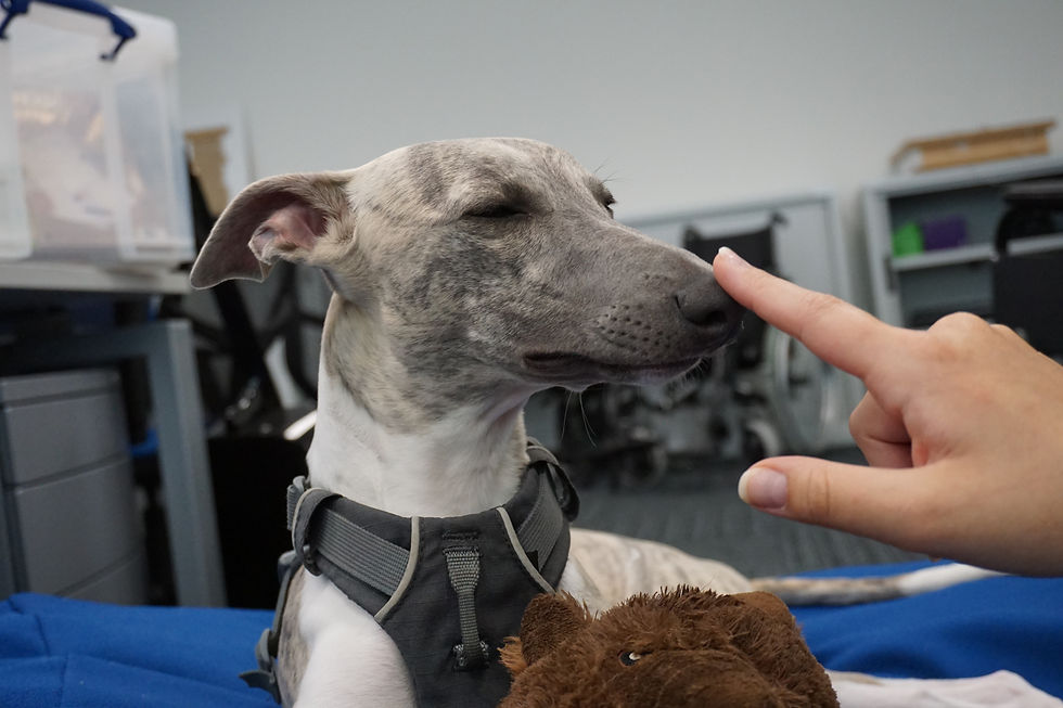 Comment les vétérinaires diagnostiquent les yeux rouges chez les chiens
