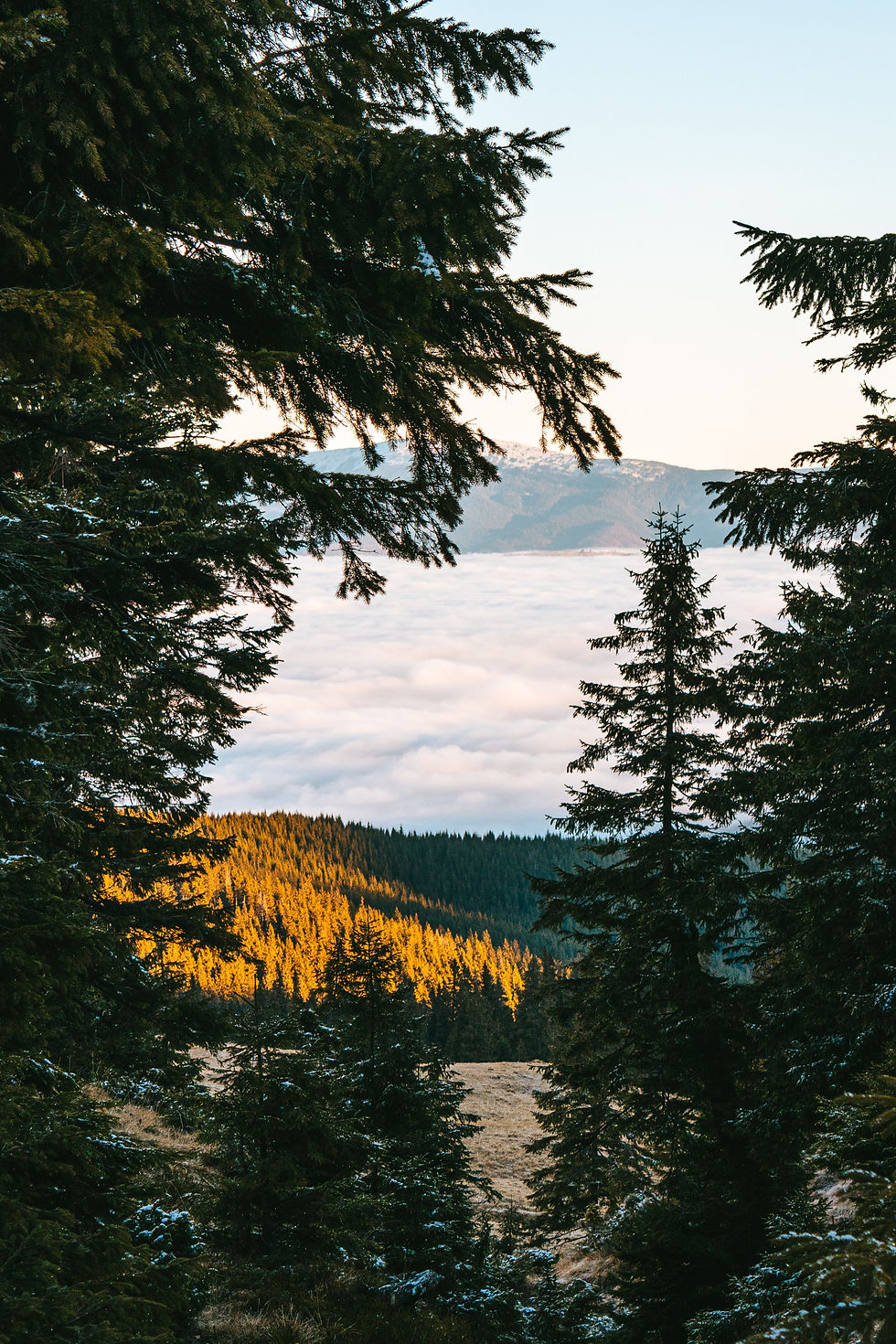 From Willow to Chair: The Craft of Wicker Furniture in the Carpathians