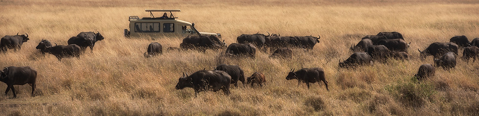 Buffalo herd in Central Serengeti, beside a Safari jeep