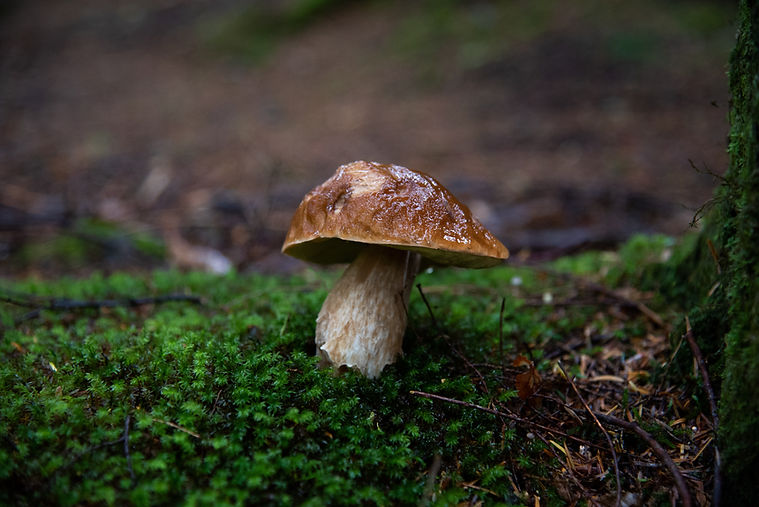 Image by Thimo Pedersen