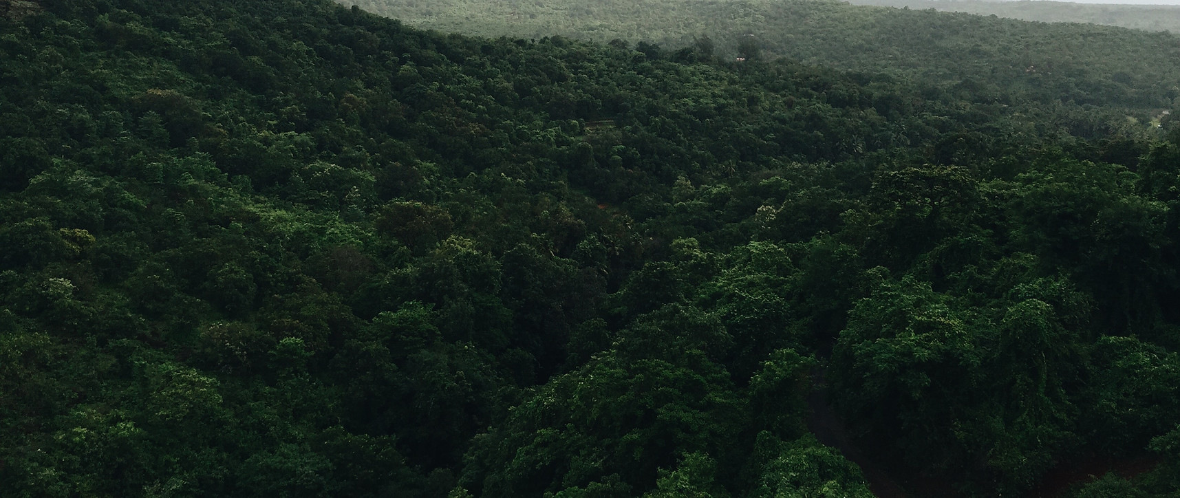 Aerial photo of a green forest