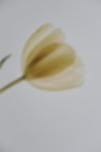 Image by Annie Spratt