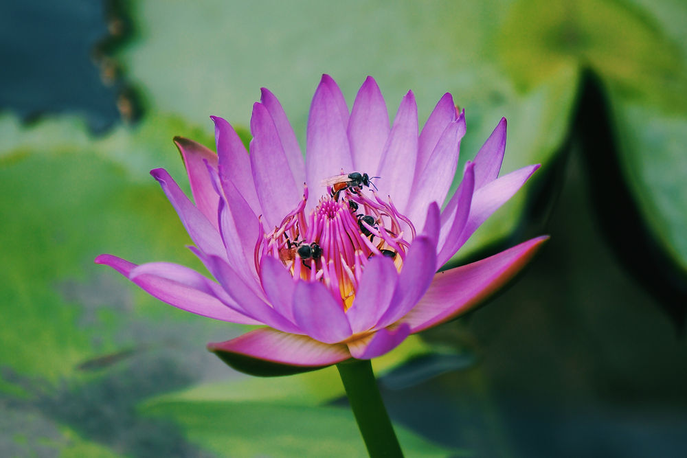Purple flowers