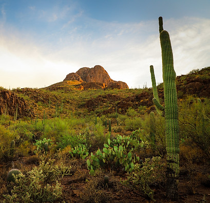 Image of a saguaro catcus in the desert