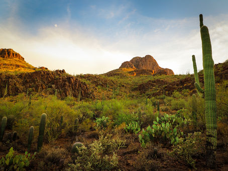 CarMax Tucson