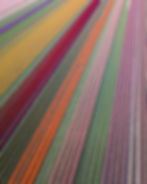 Tulip Fields