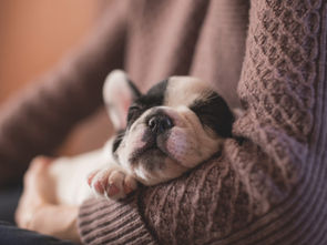 Do Dogs Go To Heaven?