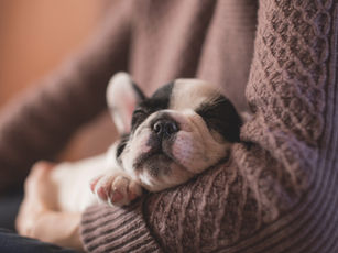 How MooPet's Lifetime Cover Ensures Your Pet's Health For Life
