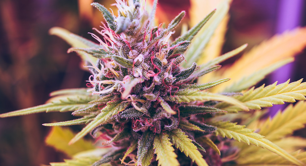 Cannabis Pflanze Image by Esteban López