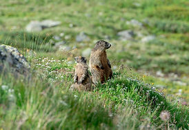 Image by Alessandro Prato