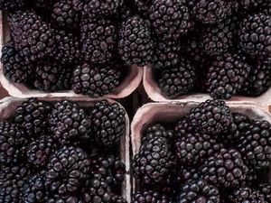 Roses are red, Blackberries are back!