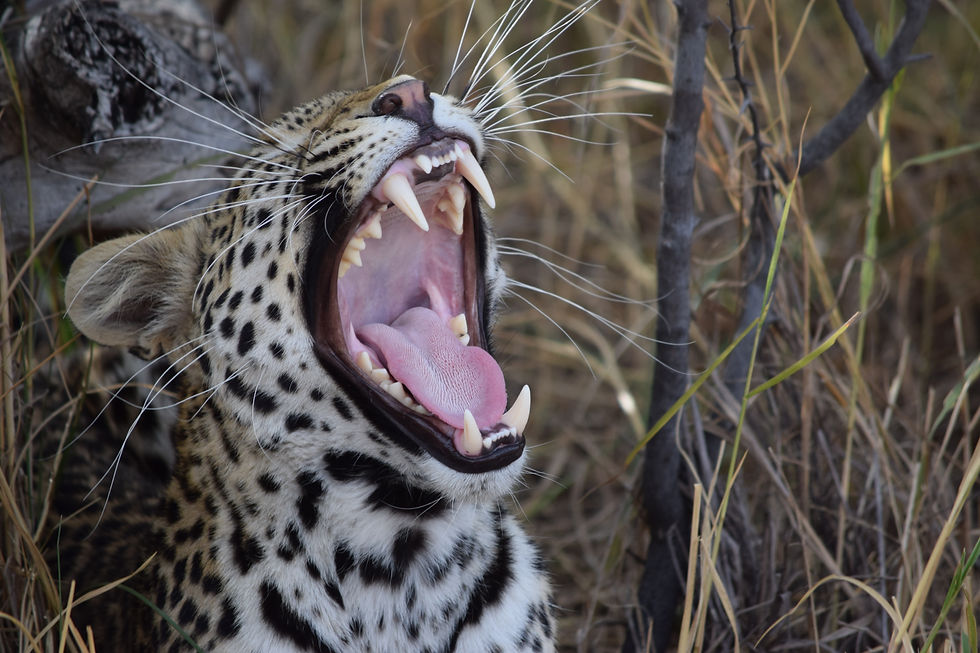 cheetah baring teeth