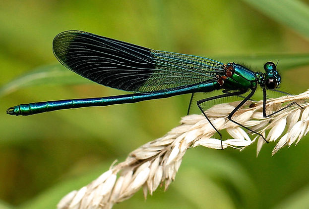 Libelle