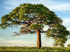 Guided Meditation: Grounding into Nature