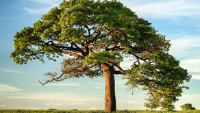 Play therapy activity for older children: A tree of feelings