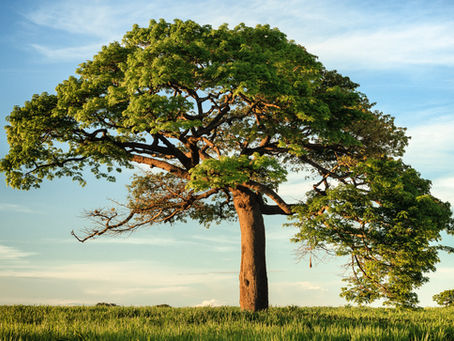 My Top 8 Lessons You Can Learn From a Tree