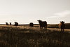 Stockmans Choice Auction buy sell cattle livestock registered bulls heifers