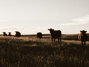 Cattle Prices Remain Weak in the Domestic Market While Appreciated Abroad.