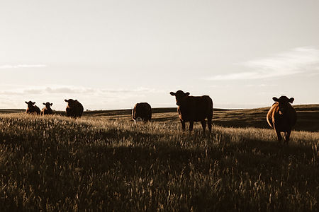 Image by Priscilla Du Preez