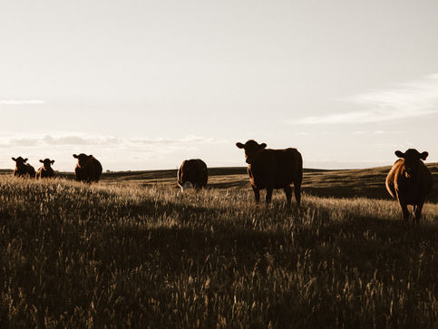Farming News: Investment to reduce water and air pollution from slurry