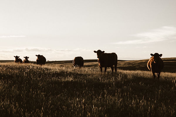 Image by Priscilla Du Preez