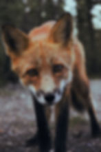ICRT Animal Reiki Levels I & II