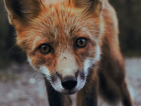 Fox Portal & Co-dependence