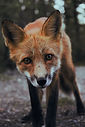 Image by Javi Hoffens